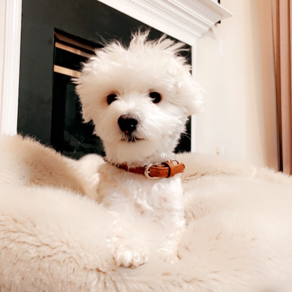 Meet your Posher, Dita